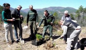 Sud-Ardèche : 10 000 pins de Salzmann plantés dans la forêt de Banne
