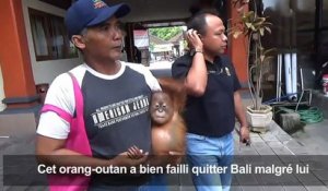 Un Russe arrêté à Bali avec un orang-outan drogué dans sa valise