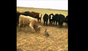 Un oiseau qui n'a peur de rien et défi un troupeau de vaches