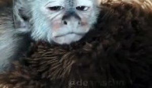 Ce Bebe Singe Ne Comprend Pas Que Sa Mere Est Morte Tellement Emouvant Sur Orange Videos