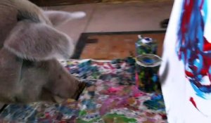 Pigcasso, le cochon qui peint des tableaux