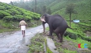Cet éléphant retrouve son maitre après 1 an de séparation et il est très content