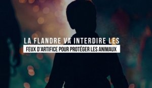 La Flandre interdit les feux d'artifice pour protéger les animaux