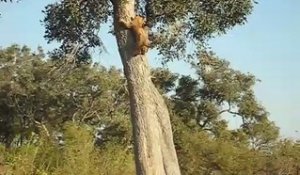 Ce lionceau était coincé ans l'arbre et il est bien content de retrouver maman en bas