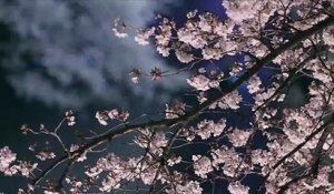 Tokyo s’illumine la nuit pour les cerisiers