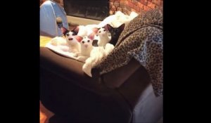 'Dobby Cat', le chat le plus étrange de la planète, en multiples photos et vidéos
