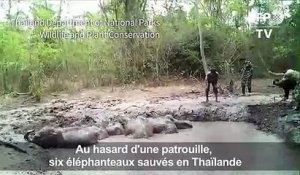 Au hasard d'une patrouille, six éléphanteaux sauvés en Thaïlande