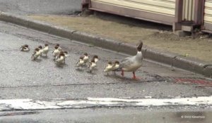 Suivez cette famille de canard de la ville jusque à la rivière...Tellement mignon