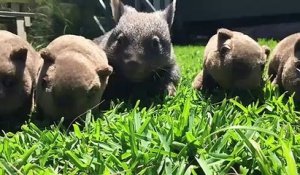 Voici George le bébé wombat... adorable