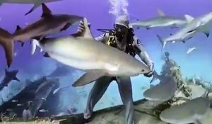 Il fait tenir un requin à la verticale sur sa main !
