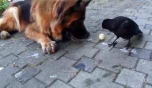 Un corbeau joue à la balle avec un chien... Trop mignon