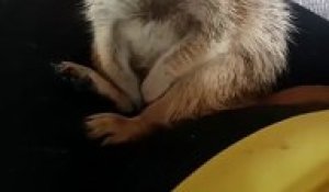Un suricate tombe de sommeil... Trop mignon