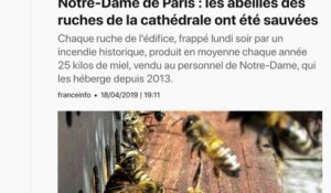 Les abeilles de Notre-Dame sauvées