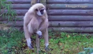 Un singe Gibbon en panique devant un petit rongeur