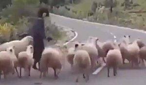 Des moutons frappent un fermier à plusieurs