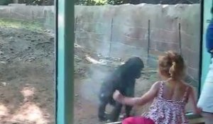 Cette fillette et ce bébé gorille jouent comme des petits fous