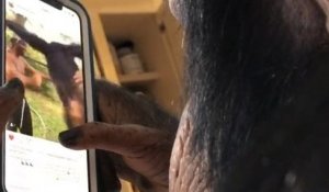 Un chimpanzé utilise un téléphone pour aller sur Instagram !