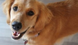 Le Golden Retriever : un chien aux qualités exemplaires