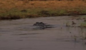 Effrayant : quand un crocodile fonce sur ton bateau