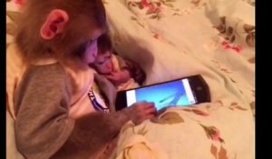Les petits singes sont pires que de gamins... accros aux smartphones