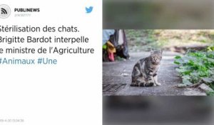 Brigitte Bardot veut lancer une campagne nationale de stérilisation des chats