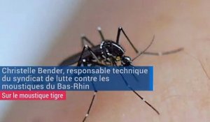 La surveillance du moustique tigre reprend en Alsace