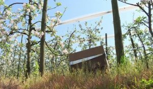 A la saison des pommiers en fleurs, les "ouvrières" sont reines