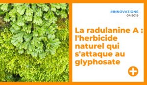 La radulanine A : l'herbicide naturel qui s'attaque au glyphosate