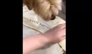 Ce chien déteste le nouveau sac Louis Vuitton de sa maitresse