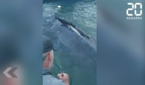 Ils affrontent la tempête pour sauver une baleine - Le Rewind du Jeudi 09 Mai 2019