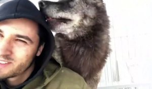 Belle amitié entre ce russe et son loup gigantesque