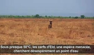 Crowdfunding pour sauver des cerfs de la sécheresse en Birmanie