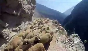 Un conducteur croise un troupeau de moutons sur une route de montagne vertigineuse... Terrifiant