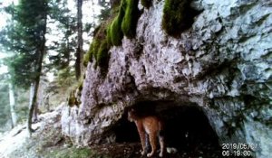 Il filme deux lynx dans le Haut-Doubs