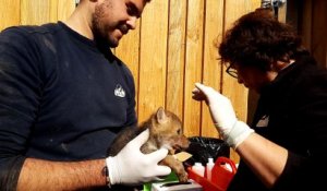 Les premiers coyotes nés en France au Parc animalier de Sainte-Croix, à Rhodes (Moselle)