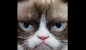 5 choses que vous ignoriez sur Grumpy Cat (qui nous a quittés)