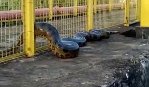 Un anaconda immense filmé par des ouvriers brésiliens