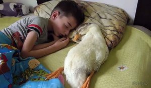 Cet enfant et son oie de compagnie dorment ensemble. Adorable