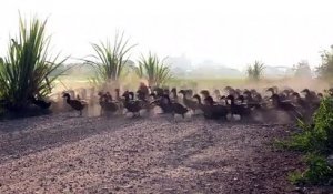 3 000 canards traversent un chemin