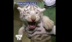 Au Chili, ces trois merveilleux tigres blancs passent leur premier examen médical