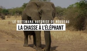Le Botswana autorise de nouveau la chasse à l’éléphant