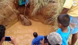 Tout le village s'uni pour sauver un bébé éléphant coincé dans la boue !