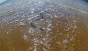 Des touristes tombent sut un gros serpent en pleine chasse en bord de plage