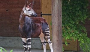 Zoo de Mulhouse : les okapis sont arrivés