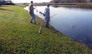 Ils ont un alligator énorme au bout de la ligne. Belle prise