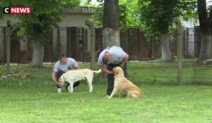 Serbie : une prison qui a du chien