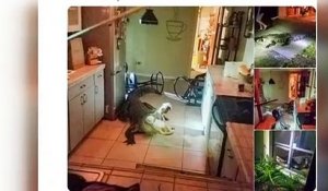 Surprise en pleine nuit... Un alligator dans la cuisine !