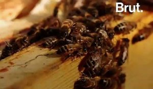 Les abeilles californiennes, grandes victimes de la production d'amandes