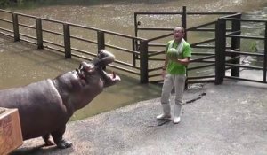 L'heure du repas pour ces hippopotames... Miam des pastèques