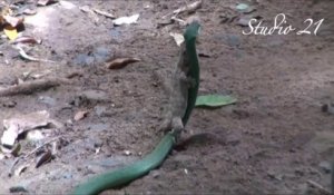 Un serpent vert capture un gecko mais le lézard ne se laisse pas faire